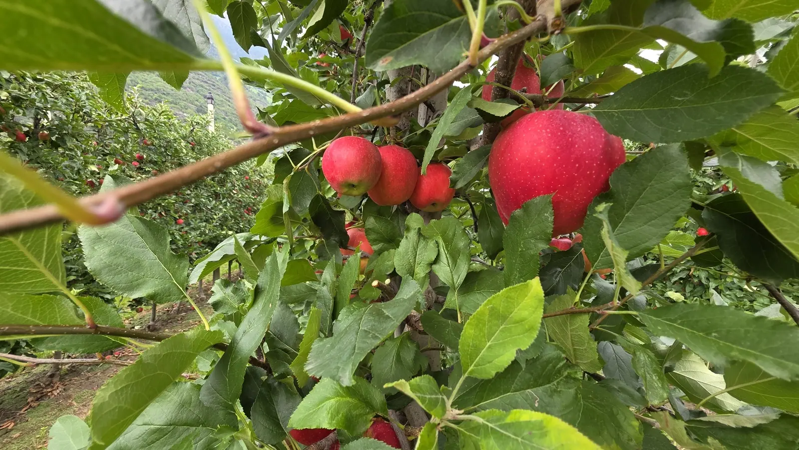 Obstwiese mit ca. 6.500 m² in Naturns zu verkaufen, Naturns